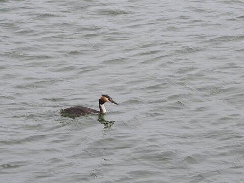 Somormujo lavanco (Podiceps cristatus) nadando en las aguas de un lago. Fotograf&iacute;a de naturaleza acu&aacute;tica, fauna silvestre, ave en su h&aacute;bitat natural con detalle y espacio.
