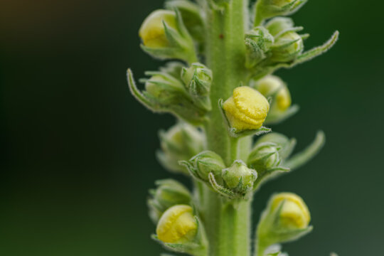 Mullein flower bud on the plant stem.