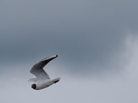 Gaviota reidora (Chroicocephalus ridibundus) volando bajo un cielo nublado. Fotograf&radic;&ne;a de naturaleza que capta la fauna con gran detalle en pleno vuelo.