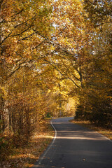 Autumn forest road with golden sunlight in the trees. A serene seasonal atmosphere ideal for travel, nature, and outdoor themes © Alena Malinouskaya