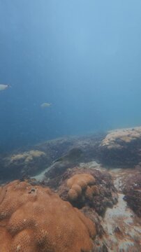 filefish swimming in ocean with coral reef