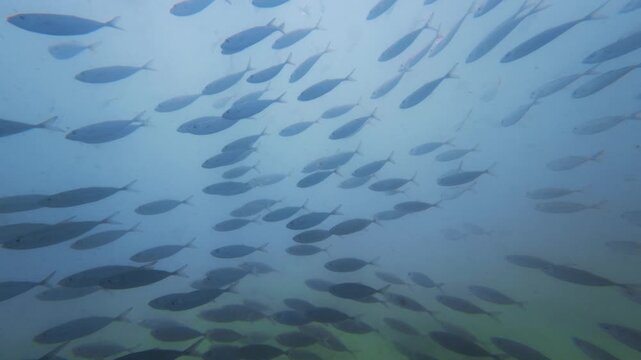 school of fish swimming in ocean