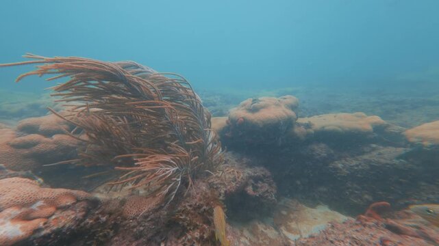 underwater view of coral reef