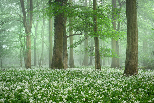 Beautiful morning in forest full of blossoming wild garlic