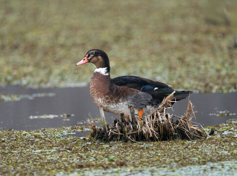 Pato en humedal