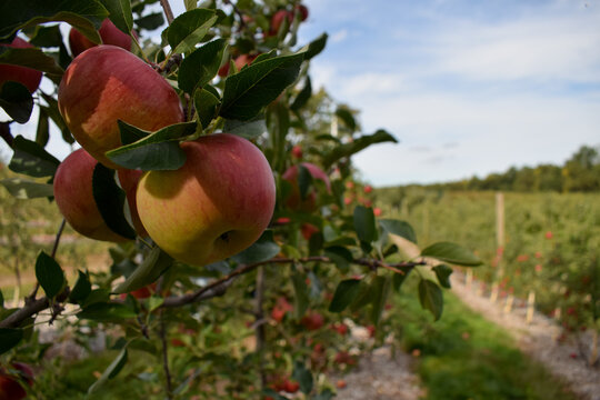 Apples on tree in orchard