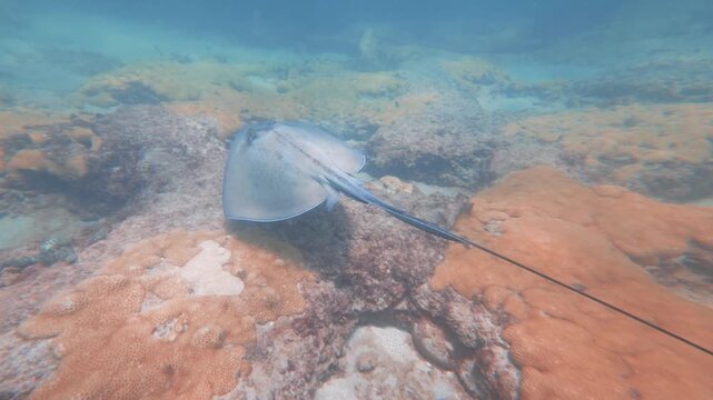 stingray swimming in ocean