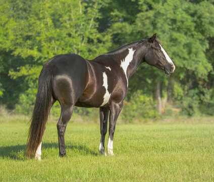 adult female American Paint Horse mare stands in grass field