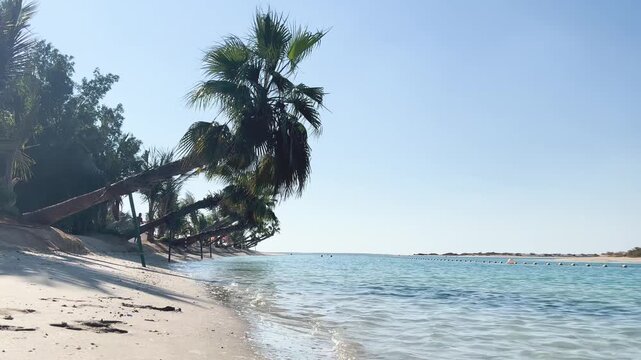 A serene beach scene on The World Islands in Dubai, featuring leaning palm trees over white sand, gentle turquoise waves washing ashore, and a clear blue sky.
