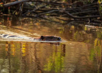 North American Beaver, North Carolina © bryce