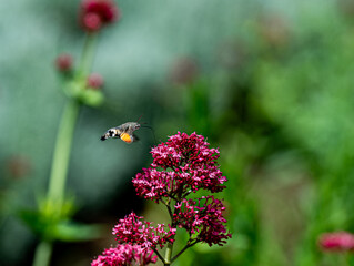 Hummingbird hawk moth feeding on the pink milkweed plant, a sunny day scene of a large moth collecting nectar using a long, straw-like proboscis. Latin name is Macroglossum stellatarum. © Gosia