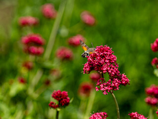 Fototapeta premium Hummingbird hawk moth feeding on the pink milkweed plant, a sunny day scene of a large moth collecting nectar using a long, straw-like proboscis. Latin name is Macroglossum stellatarum.