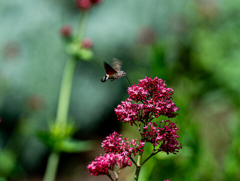 Hummingbird hawk moth feeding on the pink milkweed plant, a sunny day scene of a large moth collecting nectar using a long, straw-like proboscis. Latin name is Macroglossum stellatarum.
