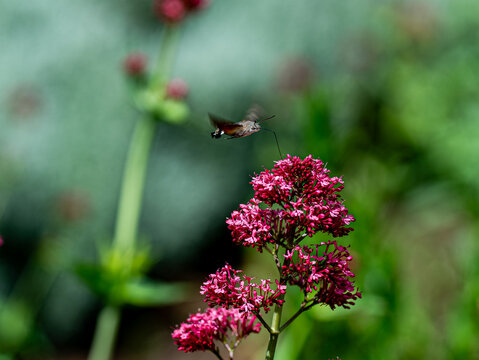 Hummingbird hawk moth feeding on the pink milkweed plant, a sunny day scene of a large moth collecting nectar using a long, straw-like proboscis. Latin name is Macroglossum stellatarum.