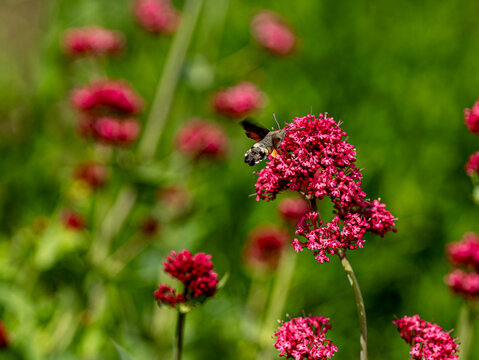 Hummingbird hawk moth feeding on the pink milkweed plant, a sunny day scene of a large moth collecting nectar using a long, straw-like proboscis. Latin name is Macroglossum stellatarum.