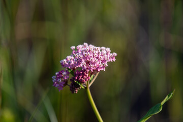 Obraz premium Swamp Milkweed in Bloom in Ontario Wetlands