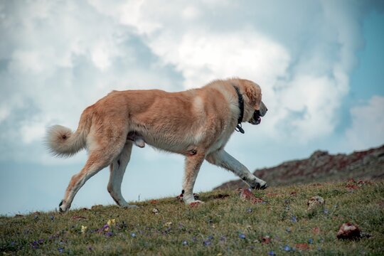 dog running in the field