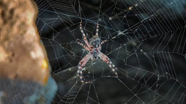 spider on web