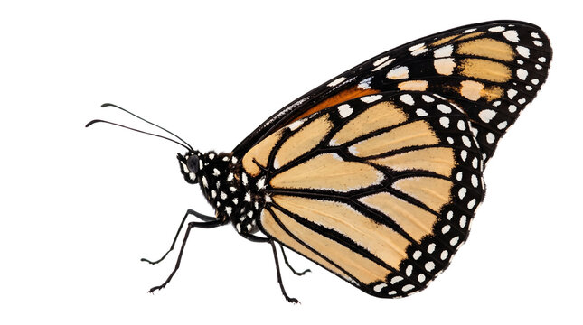 Monarch butterfly with orange and black wings open perched on transparent background side view.