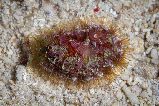 Haliotis tuberculata Sea Ear @ Romblon, The Philippines