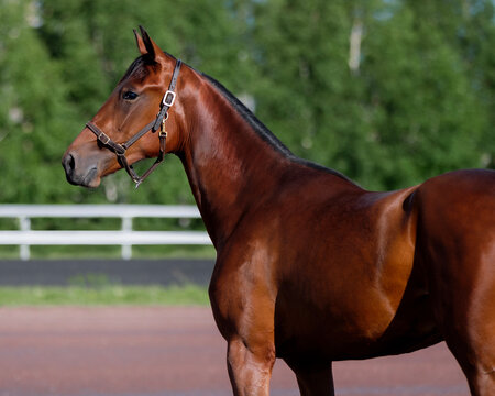 Horse. Portrait. Close-up. A thoroughbred horse of the Oryol Trotter breed. Harness racing. Trotting horse race