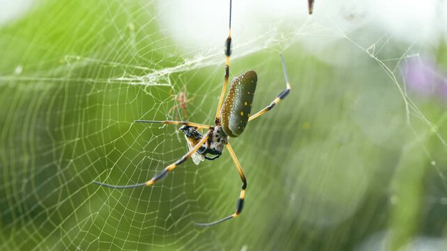 Close up of a golden orb weaver spider, also known as Trichonephila clavipes, wrapping its prey in silk on its web in Costa Rica