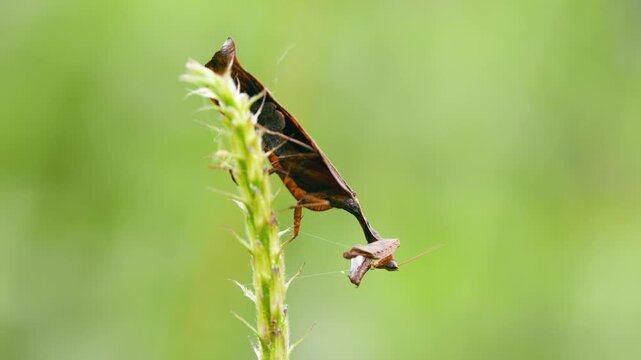 Predator dead leaf mantis hanging upside down on a green plant, eating another mantis in the Costa Rican jungle. Macro shot of insect cannibalism