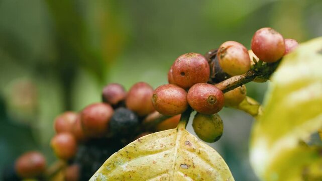 Close up of coffee cherries ripening on a branch. Unpicked red and green organic coffee beans growing on a plant in a plantation