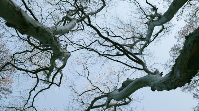 Close-up of a tree with its branches reaching up towards the sky. the tree appears to be bare, with no leaves or branches visible.