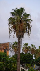 Tall palm tree in a park, tropical nature photography for travel and environmental design themes , nature concept © abdulmoizjaangda