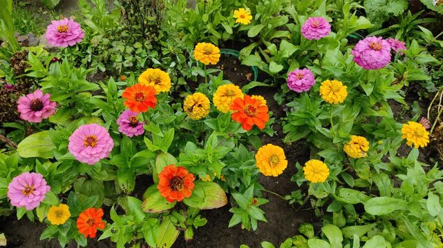 Flowers in a flowerbed in the garden