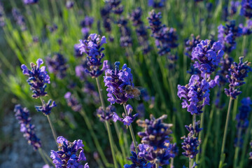 Obraz premium Lavender purple flower close up, lavendar farm in blooming summer garden