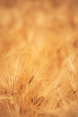Obraz premium Golden barley plants captured in soft focus during growing season. Farming, cereal cultivation, food security and sustainable crop production concept.
