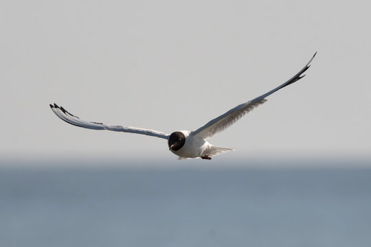 Black-headed gull flying over the ocean during daytime