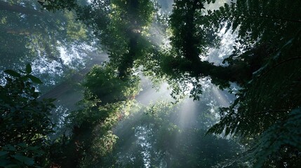 Beautiful landscape of a dense forest. the trees are tall and lush, with green leaves covering most of the frame.