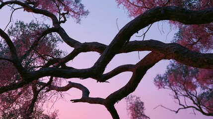 Fototapeta premium Close-up of a tree with its branches reaching up towards the sky. the tree appears to be in full bloom, with pink flowers covering the branches.