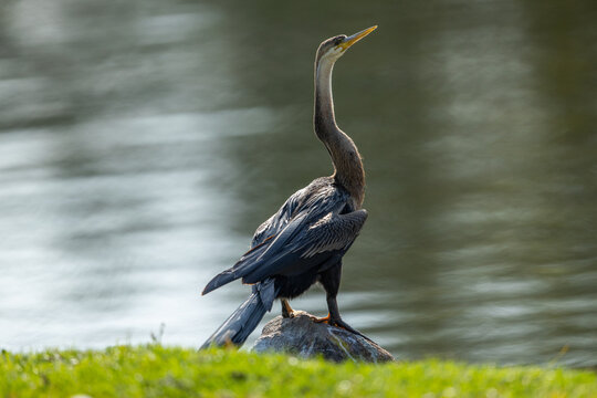 An African darter (Anhinga rufa) perched on a rock at the waters edge