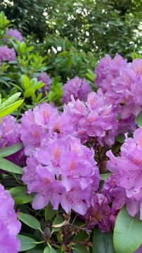 Bees Pollinating Blooming Purple Rhododendron Flowers in Spring Garden