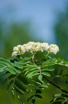 Ashberry