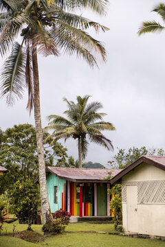 Palm Tree Beside a Colorful Tropical Building