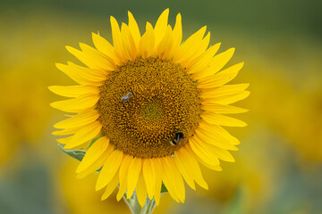 Fototapeta premium Bumblebee and smaller bee foraging together on sunflower 