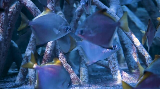 A shoal of silver Monodactylus argenteus fishes swims together among mangrove roots inside an aquarium tank. 4K slow motion footage