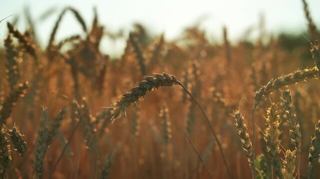Golden wheat stalks sway gently in the warm sunlight, showcasing the vibrant colors and textures of a ripening field, with a blurred background of additional wheat plants in the distance