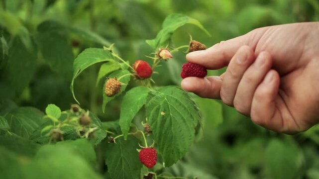 Hand reaching for ripe red raspberries on green bush, with unripe berries and lush foliage surrounding, showcasing the process of berry picking in a vibrant garden setting