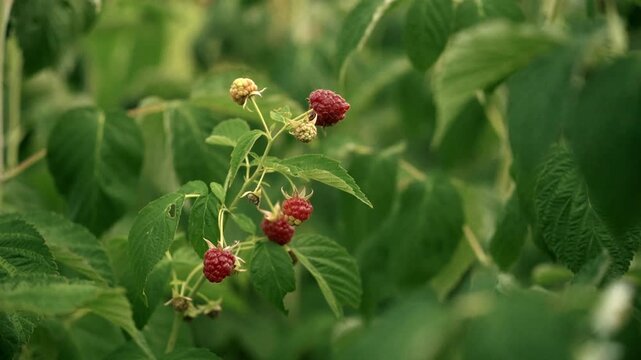 Ripe red raspberries and yellow buds on a green raspberry plant branch surrounded by lush green leaves in a natural outdoor setting, showcasing the growth and ripening process of the fruit