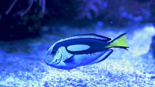 A blue tang surgeonfish, Paracanthurus hepatus, swims past colorful corals inside a lit saltwater aquarium. Camera tracking follows vibrant blue and yellow fish. 4k slow motion footage
