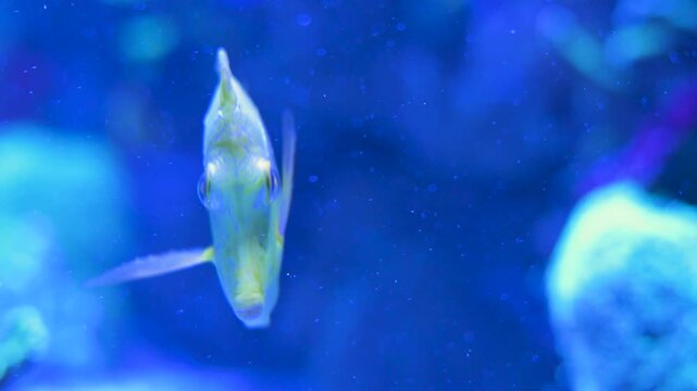 Frontal closeup of a yellow tang fish, Zebrasoma flavescens, navigating through a blue marine aquarium. Slow motion 4K footage