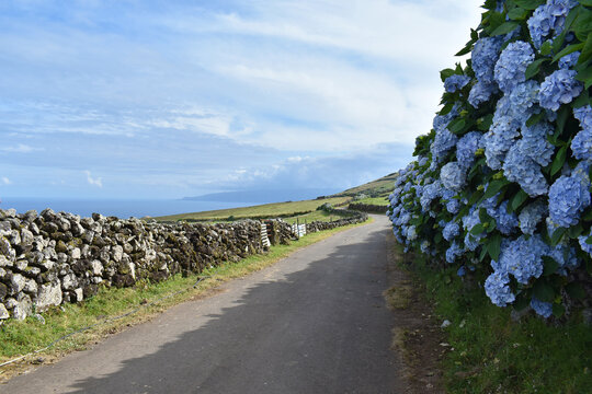 A picturesque country road surrounded by blue hydrangeas and stone walls, Corvo Island, Azores