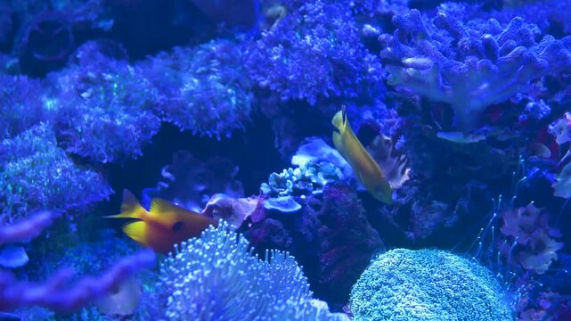 A foxface rabbitfish Siganus uncinatus and a bicolored rabbitfish Siganus uspi swim among vibrant soft corals in a saltwater aquarium. 4k slow motion footage