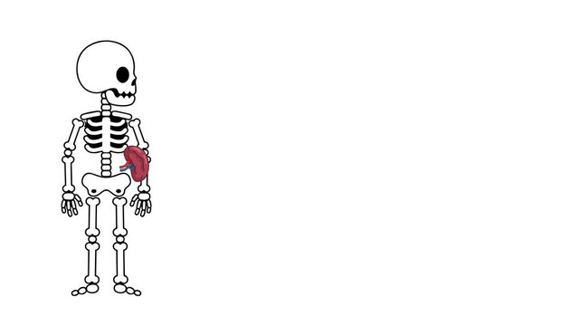 Animation of the anatomy of the spleen organ in humans